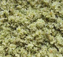 CITRONNELLE HACHÉE 100GR Origine: Vietnam