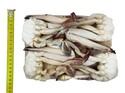 CRABE COUPÉ TAILLE "LLL" 1KG (800GR NET) Exostar Paris