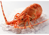 Royal lobster cooked approximately 900gr