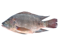 TILAPIA ENTIER VIDE / CÁ RÔ PHI ENVIRON 500GR Origine: Vietnam