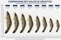 QUEUE DE CREVETTE/GAMBAS BLACK TIGER SACHET 1KG (750GR NET) Origine: Bangladesh