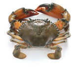 Crabs Madagascar Coupe 1kg