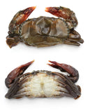 Crab in moulting 1kg